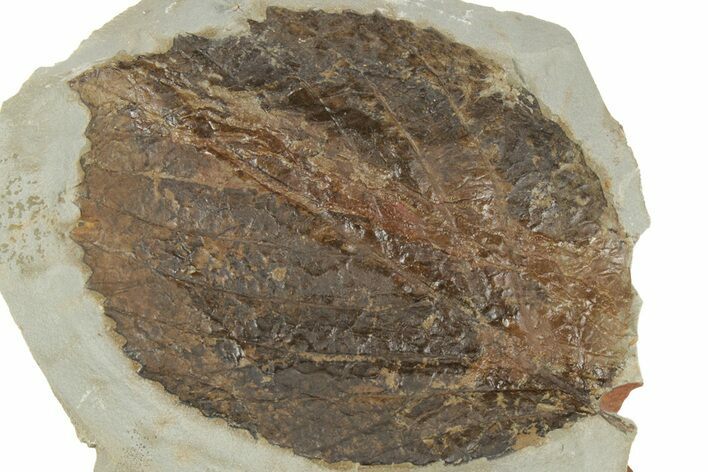 Fossil Leaf (Davidia) - Montana #190314